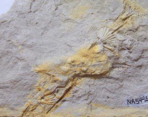 Tentaculitoideos viveram há 400 milhões de anos nos mares gelados que então cobriam partes do território brasileiro (foto: Tentaculitoideos do gênero Homoctenus da bacia do Paraná/Coleção do Laboratório de Paleontologia da UFPR/Jeanninny Carla Comniskey) 