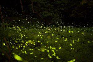 Revoada de cupins. Foto: Fred Huang / Flickr / CC BY-NC 2.0