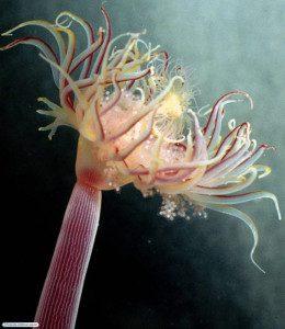 Água-viva do subfilo Medusozoa. Foto: Cebimar/USP