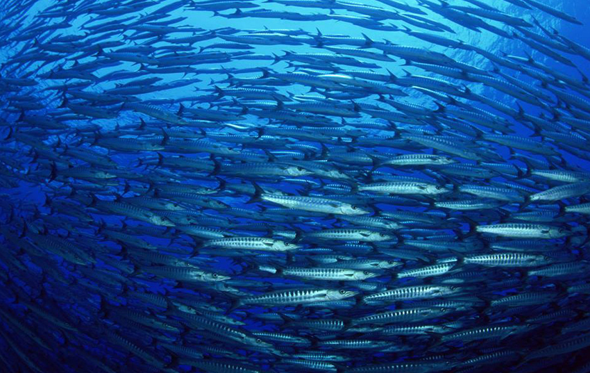 A UNESCO discute importância dos oceanos para regular clima da Terra