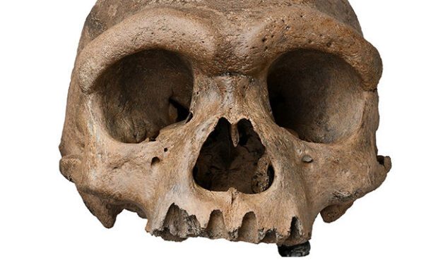 O impressionante crânio do ‘Homem-Dragão’ pode ser um indescritível Denisovan – ou uma nova espécie de humano