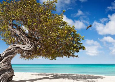 dolce vita aruba d