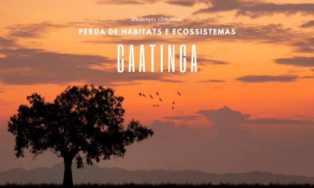 Mudanças climáticas diminuirão habitats e ecossistemas na Caatinga, entenda