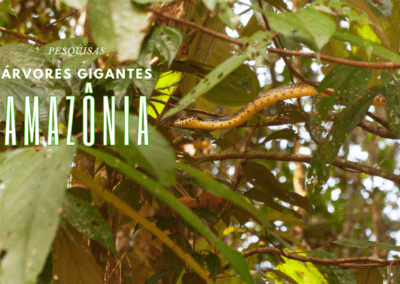 pesquisas gigantes da amazonia 4