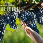 Como a IA pode impulsionar a indústria vinícola europeia, conheça