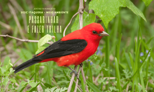 Sesc Itaquera: observação de aves e trilha na programação especial de meio ambiente, aproveite