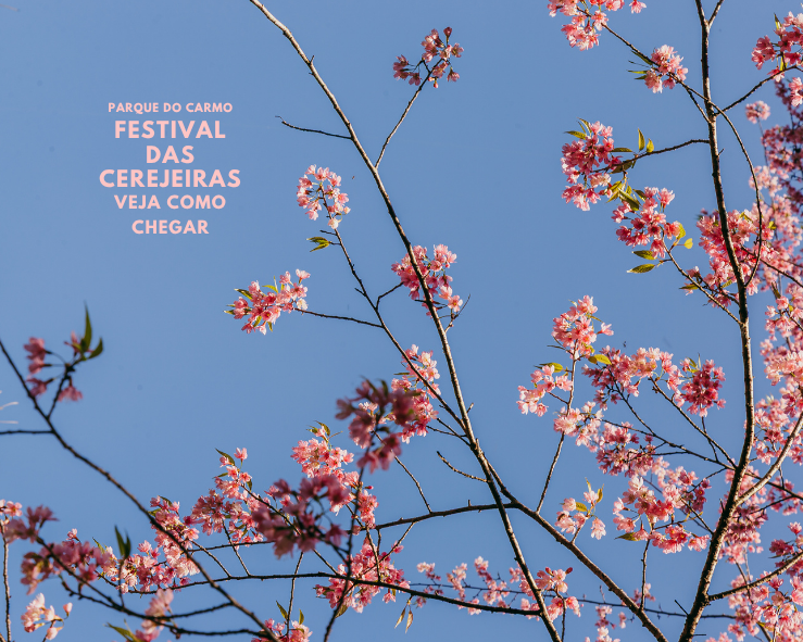 Festival das Cerejeiras no Parque do Carmo terá ônibus a partir do metrô Itaquera