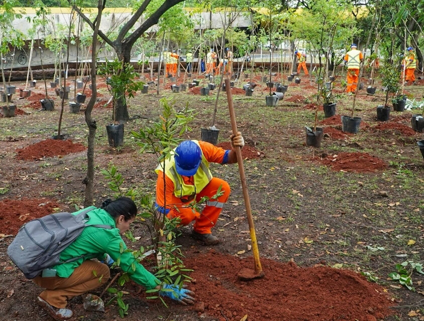 Prefeitura ultrapassa 100 mil árvores plantadas em 2025
