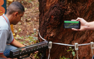 Prefeitura de SP projeto piloto para avaliar saúde das árvores nos parques municipais