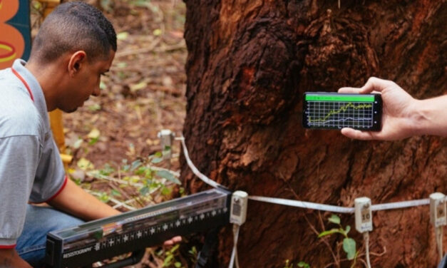 Prefeitura de SP projeto piloto para avaliar saúde das árvores nos parques municipais