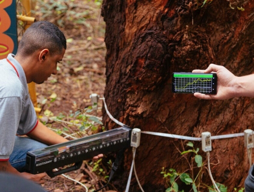 Prefeitura de SP projeto piloto para avaliar saúde das árvores nos parques municipais