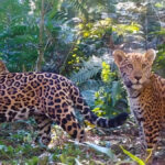 Diminuição de presas aumenta risco de extinção da onça-pintada na Mata Atlântica