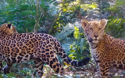 Diminuição de presas aumenta risco de extinção da onça-pintada na Mata Atlântica