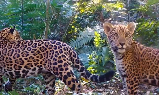 Diminuição de presas aumenta risco de extinção da onça-pintada na Mata Atlântica