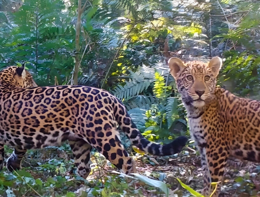 Diminuição de presas aumenta risco de extinção da onça-pintada na Mata Atlântica
