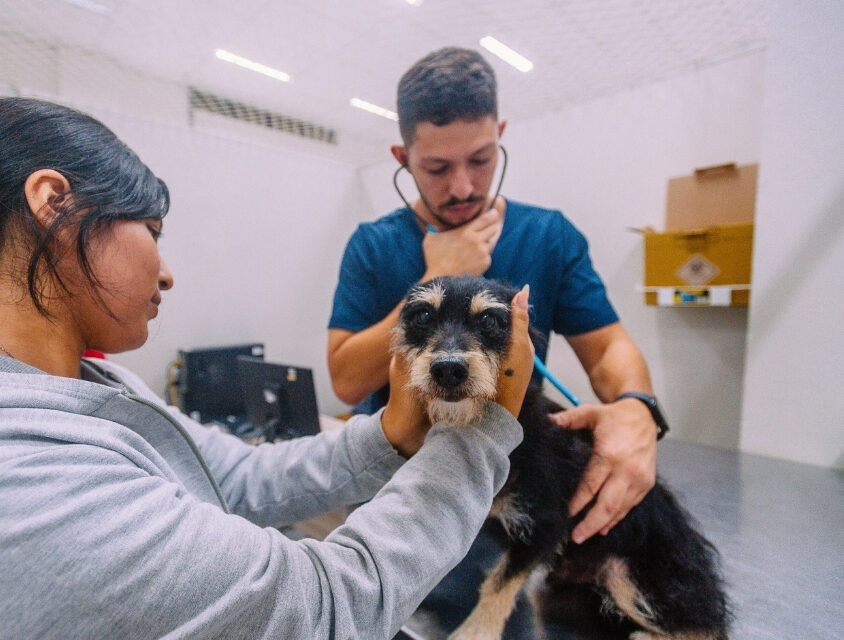 Hospital Veterinário Municipal do Tatuapé passa a funcionar 24h e amplia atendimento gratuito para urgências e emergências