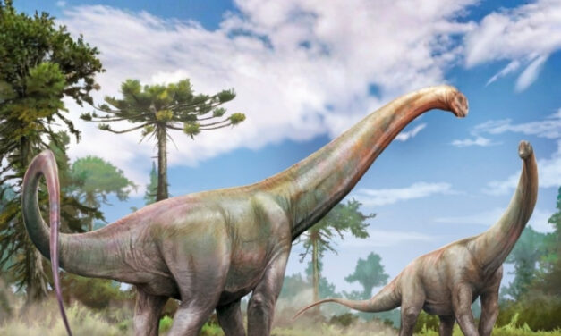 Novo dinossauro pescoçudo encontrado no Maranhão era parente próximo de espécie europeia