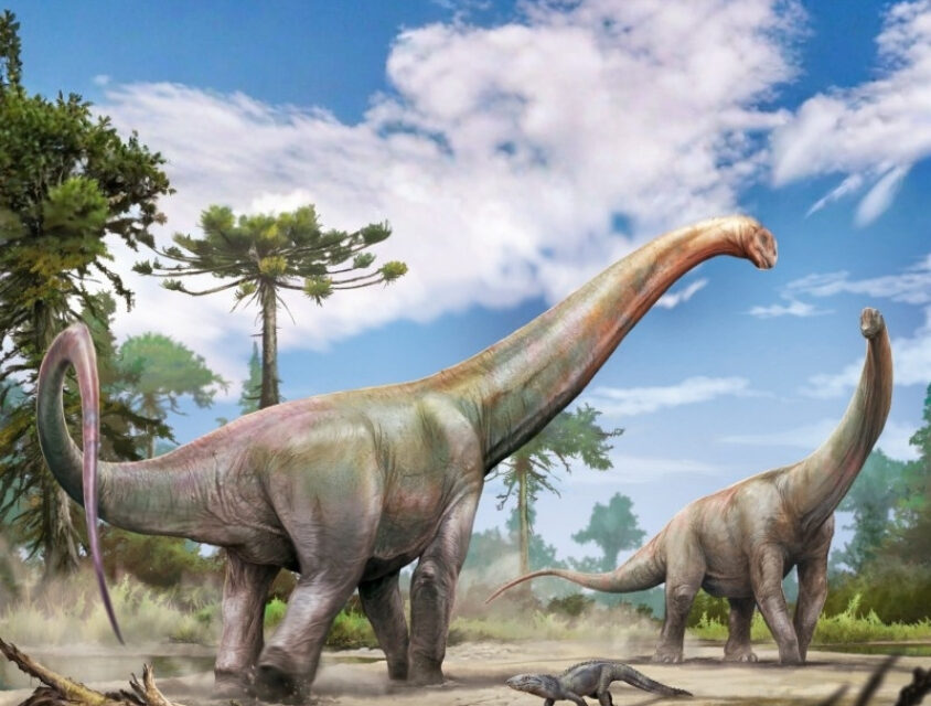 Novo dinossauro pescoçudo encontrado no Maranhão era parente próximo de espécie europeia