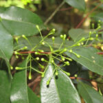 Herbário Municipal descobre duas novas espécies raras de árvores na cidade de São Paulo