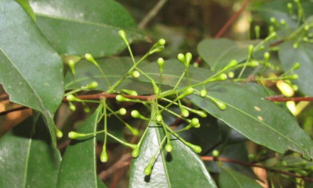 Herbário Municipal descobre duas novas espécies raras de árvores na cidade de São Paulo