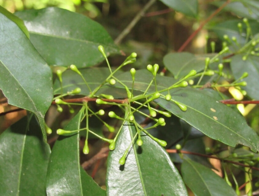 Herbário Municipal descobre duas novas espécies raras de árvores na cidade de São Paulo