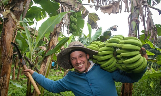 Vale do Ribeira conquista selo de Indicação Geográfica para banana e ganha destaque nacional