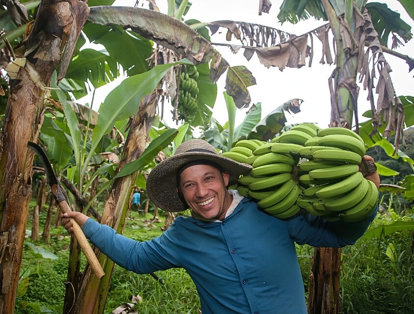 Vale do Ribeira conquista selo de Indicação Geográfica para banana e ganha destaque nacional