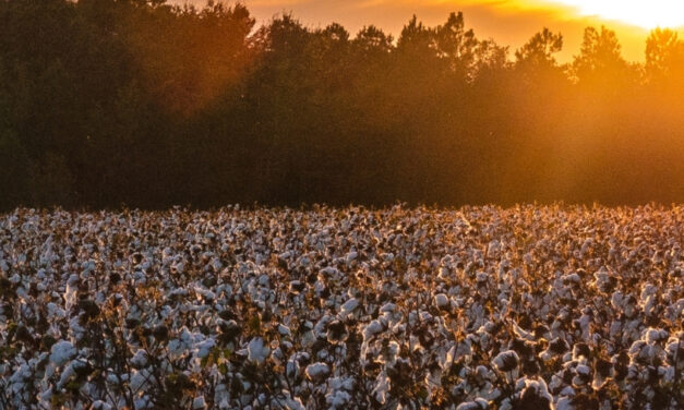 Exportações do agro paulista para a Índia disparam e superam US$ 900 milhões em 2025; algodão lidera com alta de 160%
