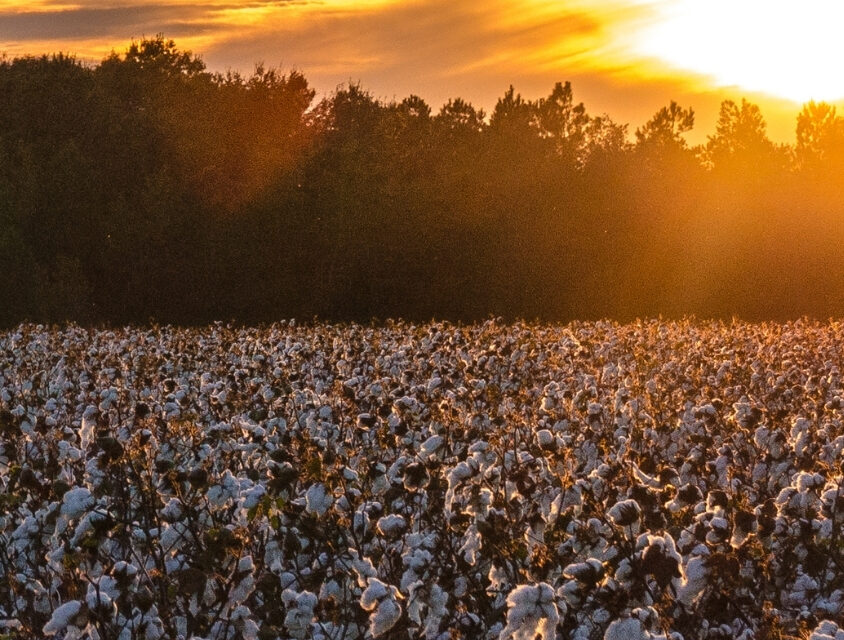 Exportações do agro paulista para a Índia disparam e superam US$ 900 milhões em 2025; algodão lidera com alta de 160%