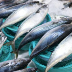 Como saber se o peixe está fresco? Veja dicas essenciais do Instituto de Pesca