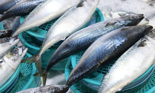 Como saber se o peixe está fresco? Veja dicas essenciais do Instituto de Pesca