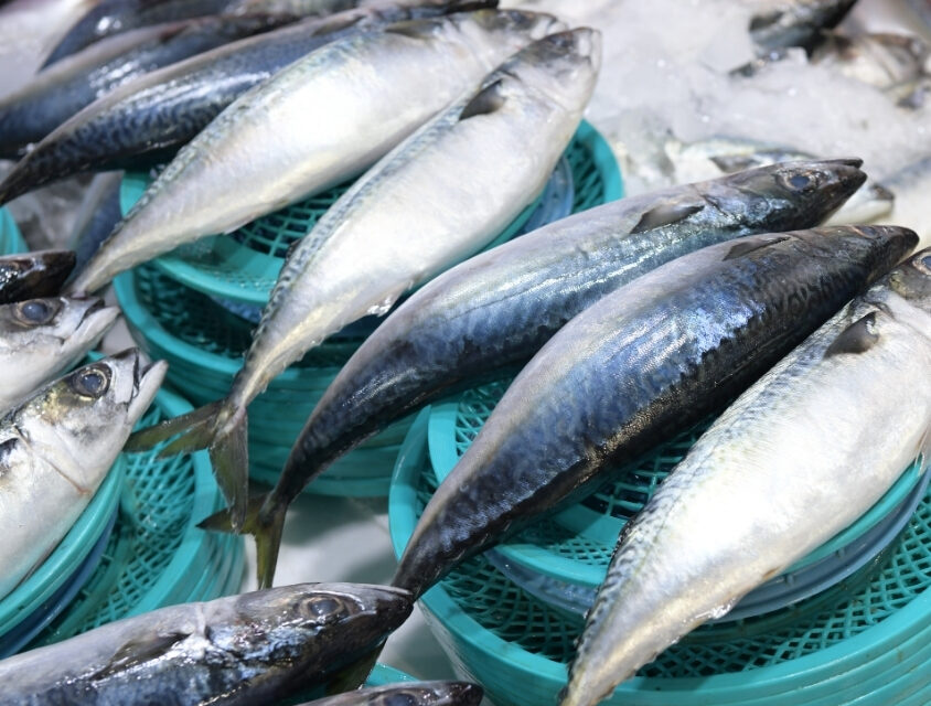 Como saber se o peixe está fresco? Veja dicas essenciais do Instituto de Pesca