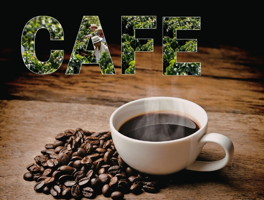 Café em São Paulo dispara: produção cresce, pesquisa avança e turismo ganha força