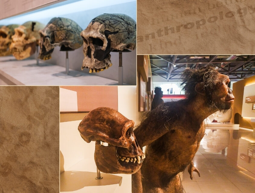 O que a ciência revela sobre as origens da humanidade