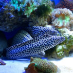 Mapeando o Atlântico profundo: como a cooperação internacional está transformando a ciência dos oceanos