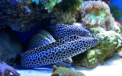 Mapeando o Atlântico profundo: como a cooperação internacional está transformando a ciência dos oceanos