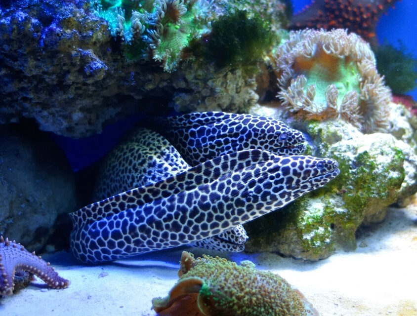 Mapeando o Atlântico profundo: como a cooperação internacional está transformando a ciência dos oceanos