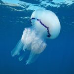 Águas-vivas podem gerar lucros a pescadores, mostra estudo na costa ocidental da Espanha