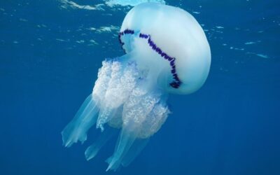 Águas-vivas podem gerar lucros a pescadores, mostra estudo na costa ocidental da Espanha