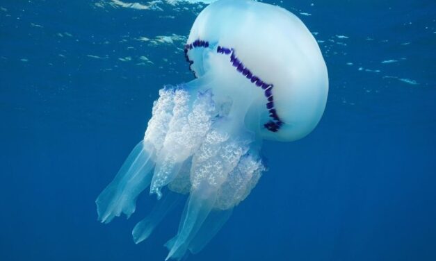Águas-vivas podem gerar lucros a pescadores, mostra estudo na costa ocidental da Espanha