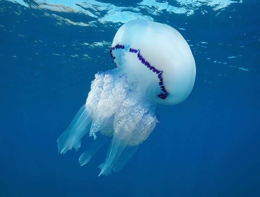 Águas-vivas podem gerar lucros a pescadores, mostra estudo na costa ocidental da Espanha