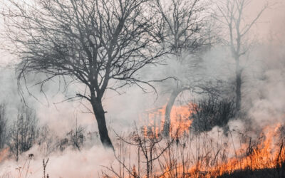 Estiagem em SP: baixa umidade e seca acendem alerta máximo para incêndios florestais