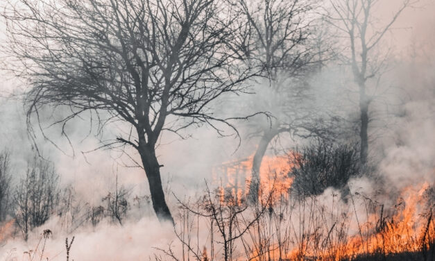 Estiagem em SP: baixa umidade e seca acendem alerta máximo para incêndios florestais