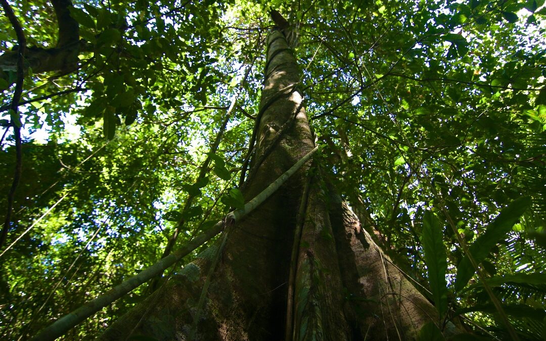Árvores gigantes de florestas tropicais superam limites físicos para transportar água até o topo