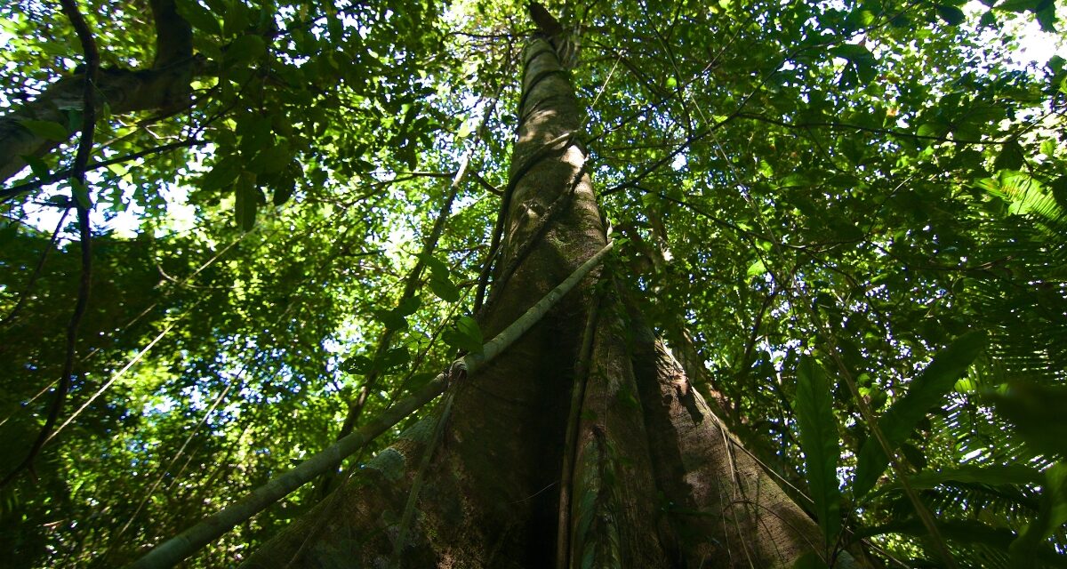 Árvores gigantes de florestas tropicais superam limites físicos para transportar água até o topo