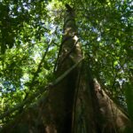 Árvores gigantes de florestas tropicais superam limites físicos para transportar água até o topo