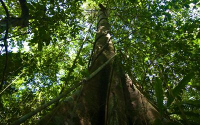 Árvores gigantes de florestas tropicais superam limites físicos para transportar água até o topo