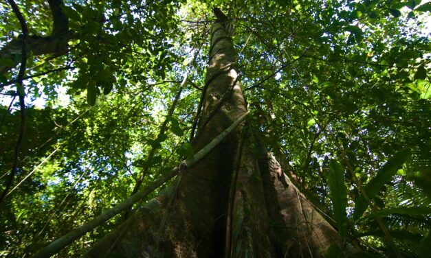 Árvores gigantes de florestas tropicais superam limites físicos para transportar água até o topo
