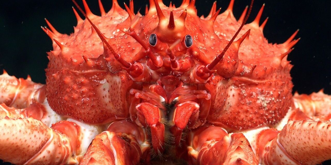 Mar profundo de Trindade e Tobago revela ecossistemas inéditos