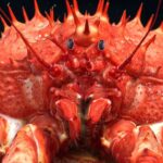 Mar profundo de Trindade e Tobago revela ecossistemas inéditos